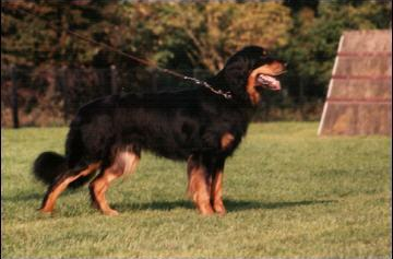 Dino vom Holter Berg